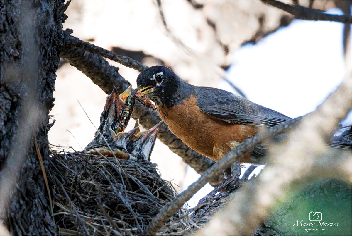 2023_july_robin_2_web.jpg