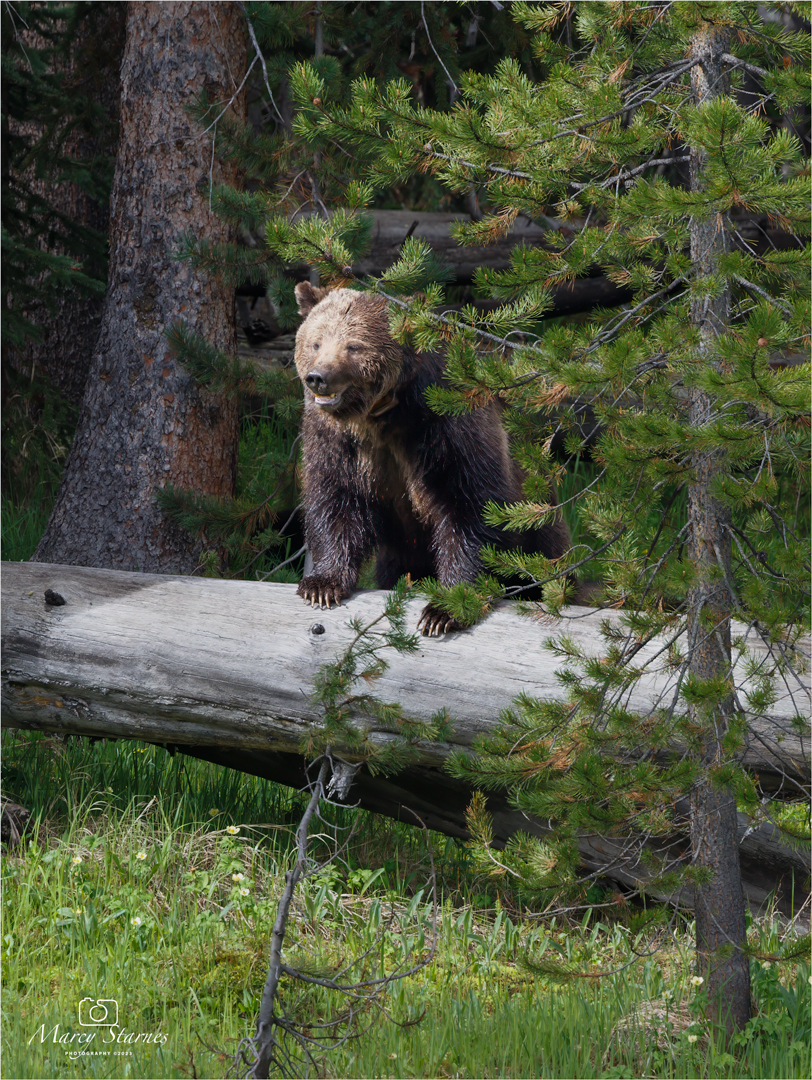 2023_june_ynp_beryl_03_web.jpg