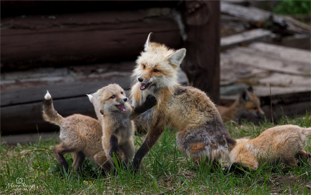 2023_june_ynp_fox_01_web.jpg