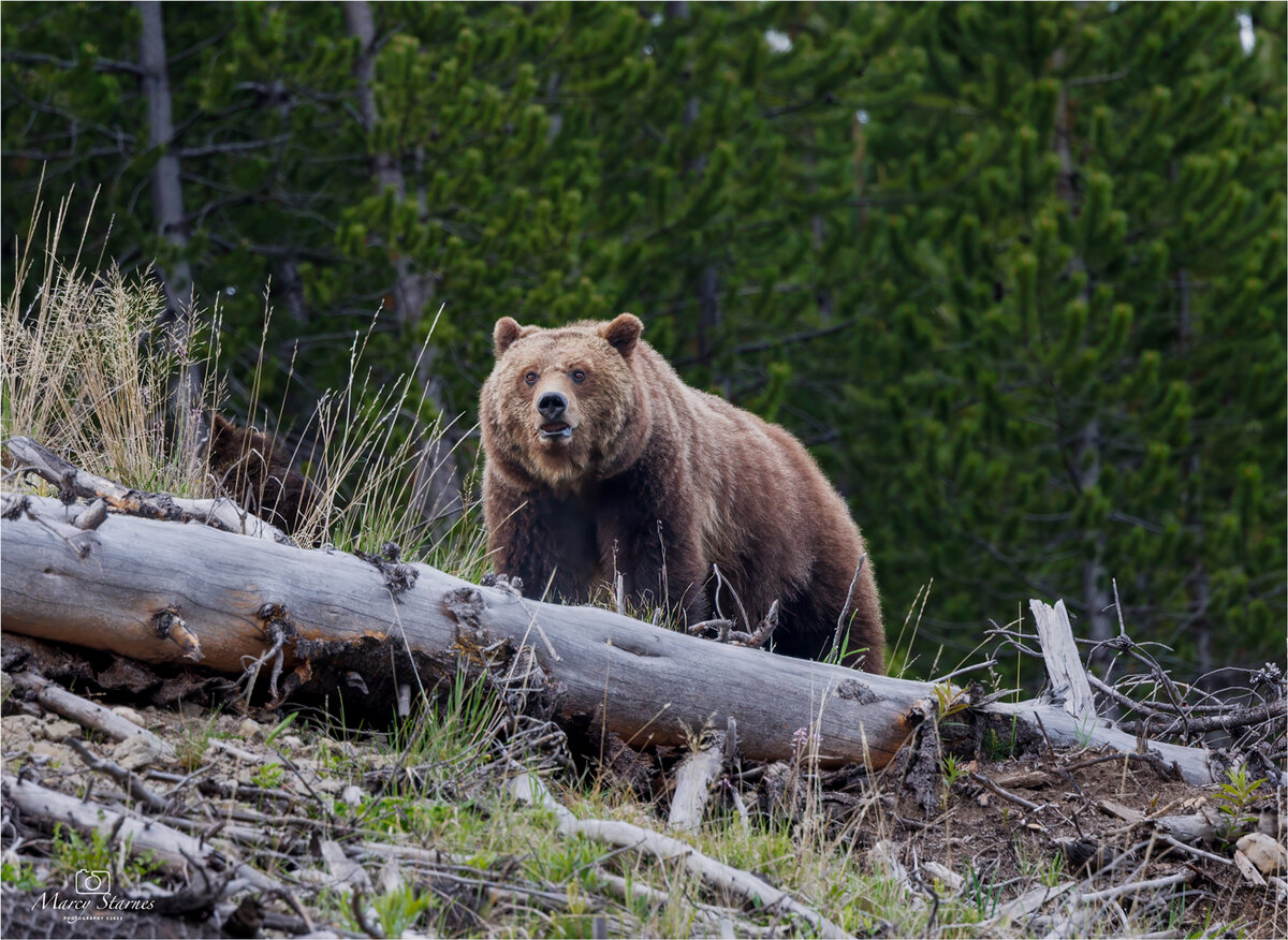 2023_june_ynp_obsidian_08_web.jpg