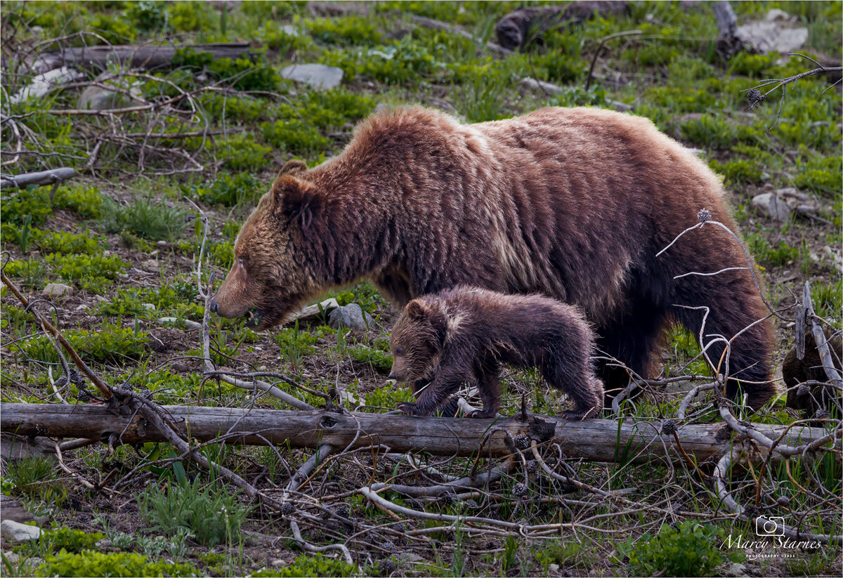 2023_june_ynp_obsidian_09_web.jpg