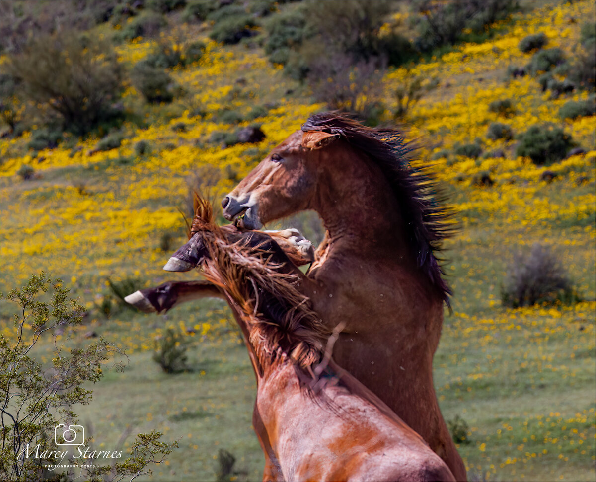 2023_mar_horse_10_web.jpg