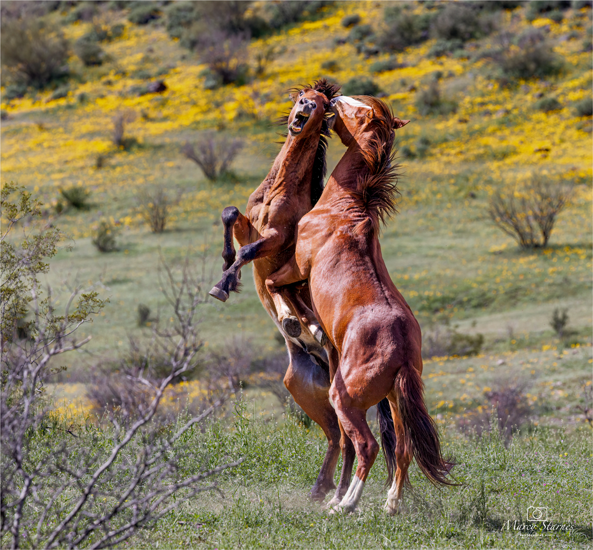 2023_mar_horse_1_web.jpg