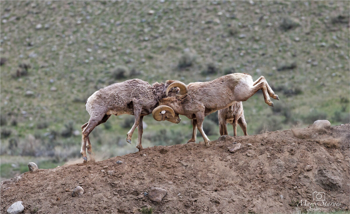 2023_may_bighorn_06_web.jpg