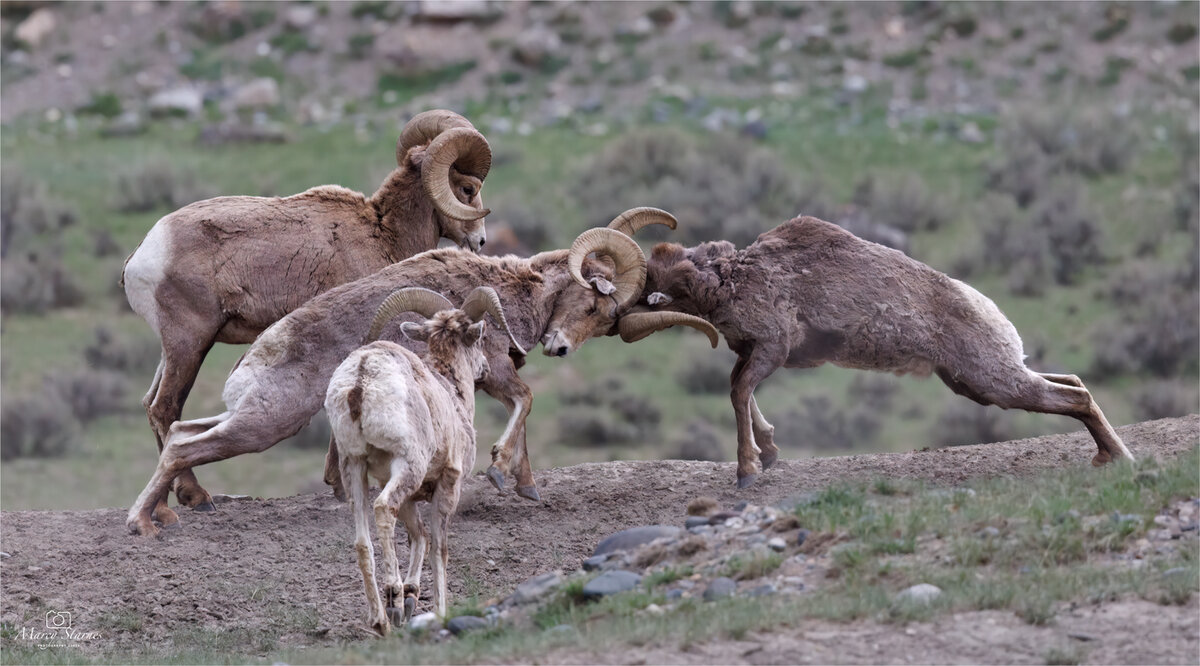 2023_may_bighorn_08_web.jpg