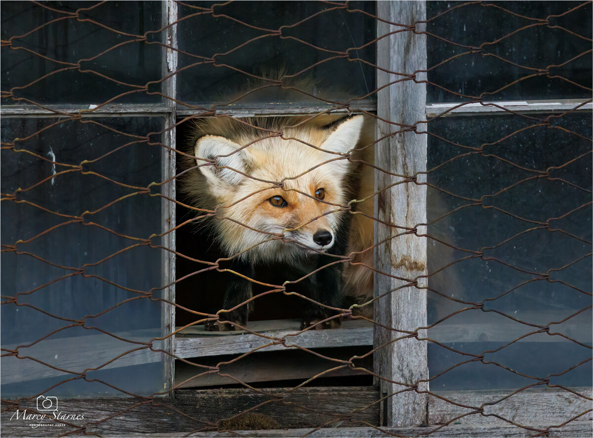 2023_ynp_fox_03_web.jpg