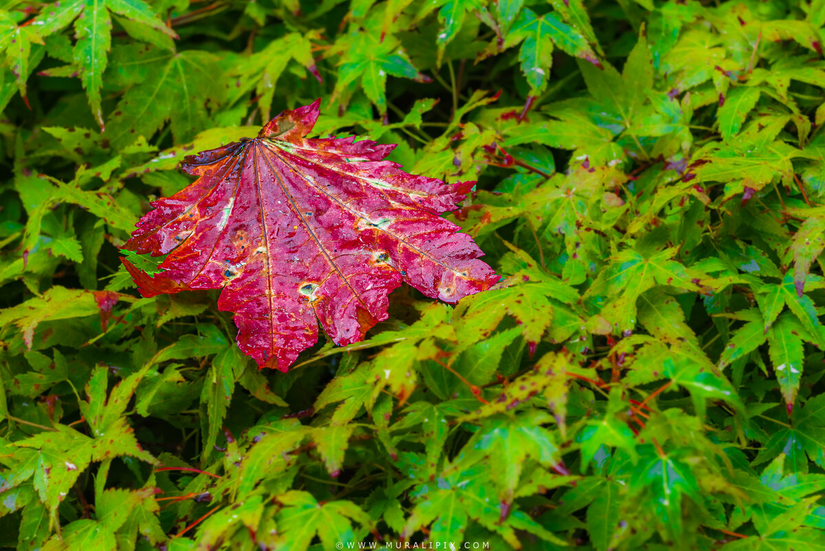 2024.09.20 - Kubota Garden Maples 1.jpg
