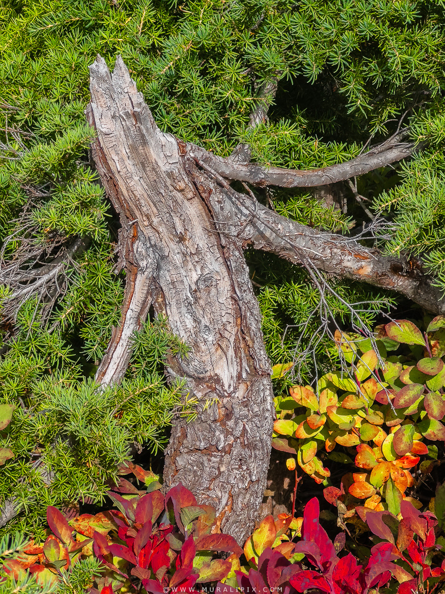 2024.09.30 - Heather Meadows 4.jpg