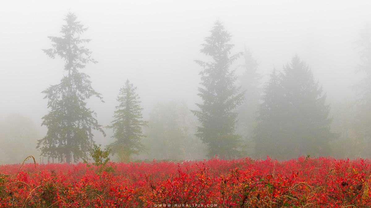 2024.10.24 - Blueberry Fog 2.jpg