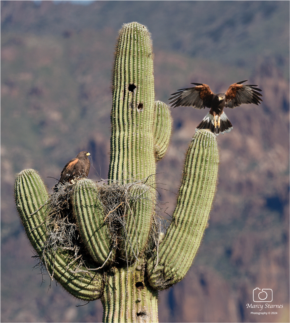2024_march_harris_hawk_15_web.jpg