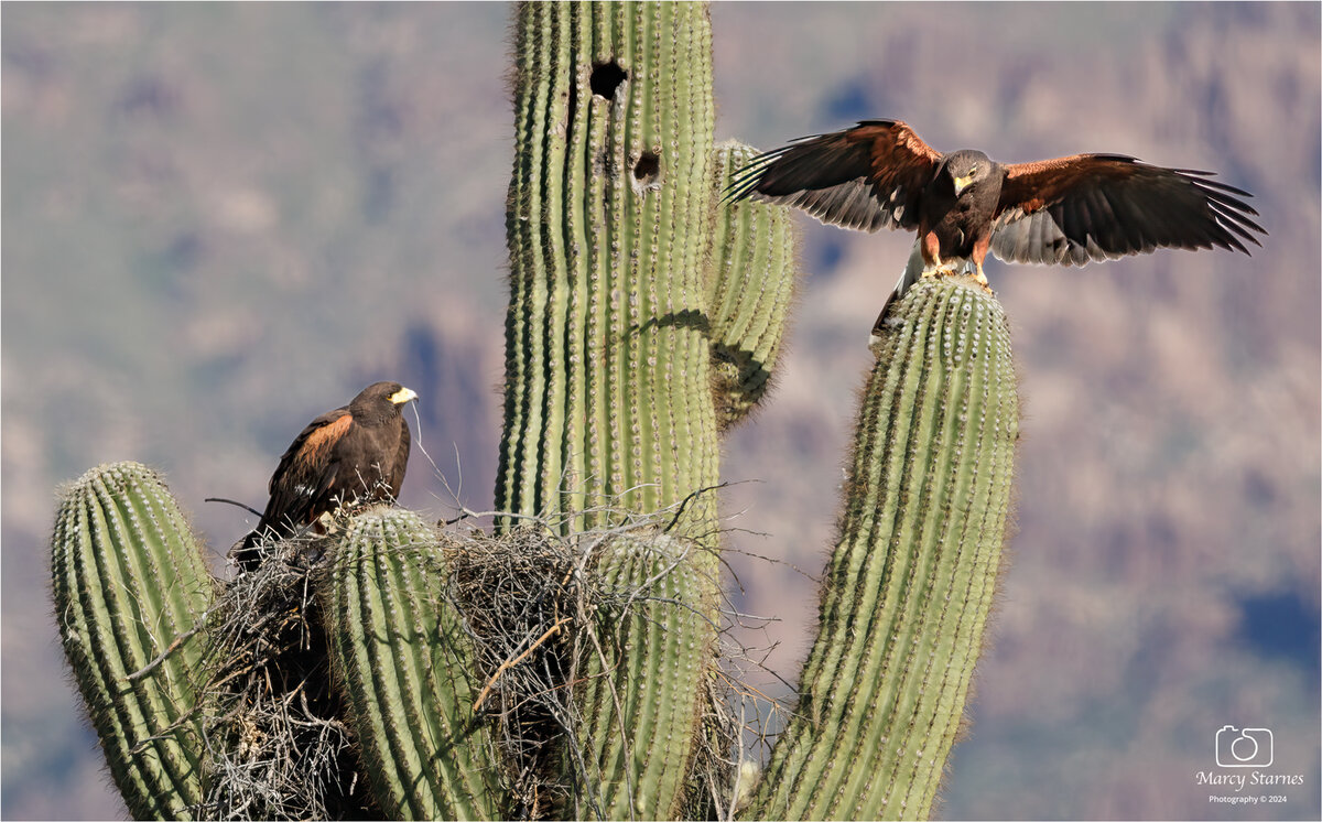 2024_march_harris_hawk_16_web.jpg