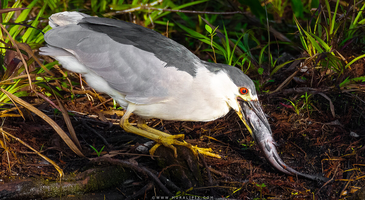 2025.02.03 - Night Heron with Fish 1.jpg
