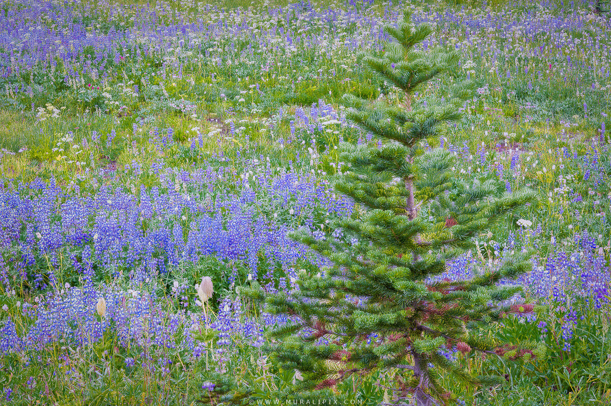 2025.08.12 - Lupines around Tipsoo Lake.jpg