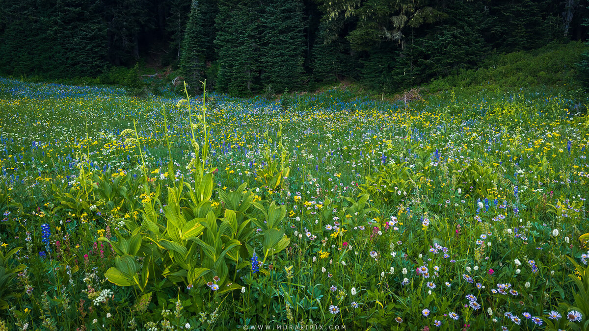 2025.08.12 - Tipsoo Wildflowers 1.jpg