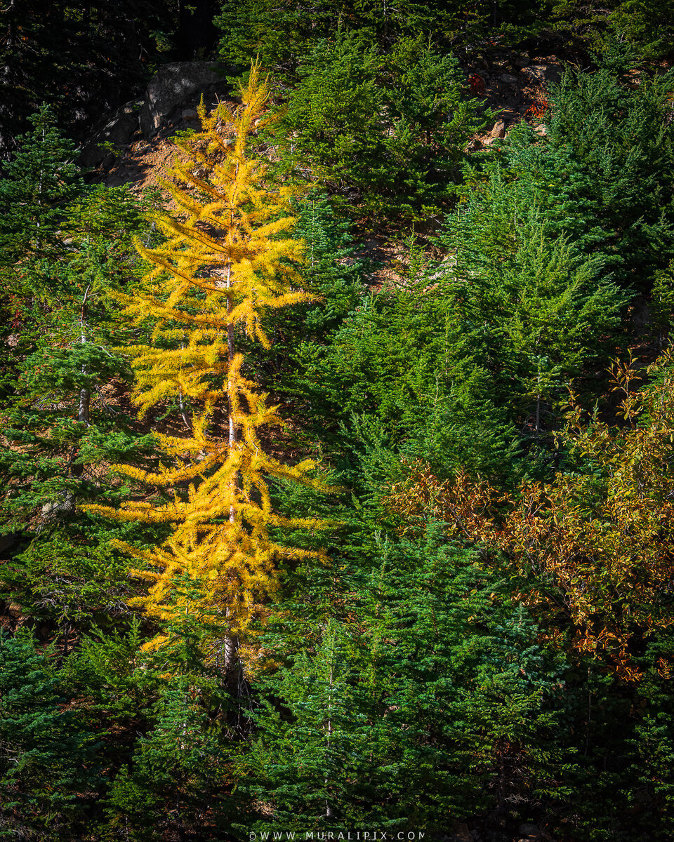 2025.10.03 - Washington Pass Larches 2.jpg