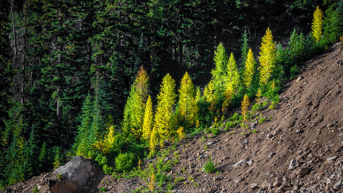 2025.10.03 - Washington Pass Larches.jpg