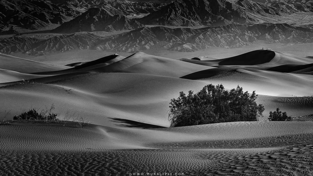 2026.03.15 - Mesquite Dunes 11.jpg