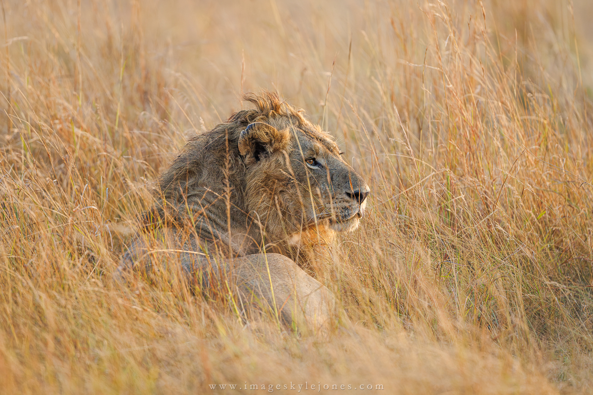 2034 Lion in the Grass_1200.jpg