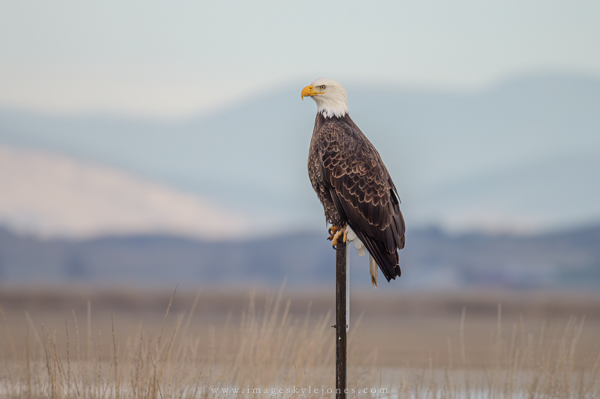 2079 Bald Eagle Take-Off Sequence_1200.jpg