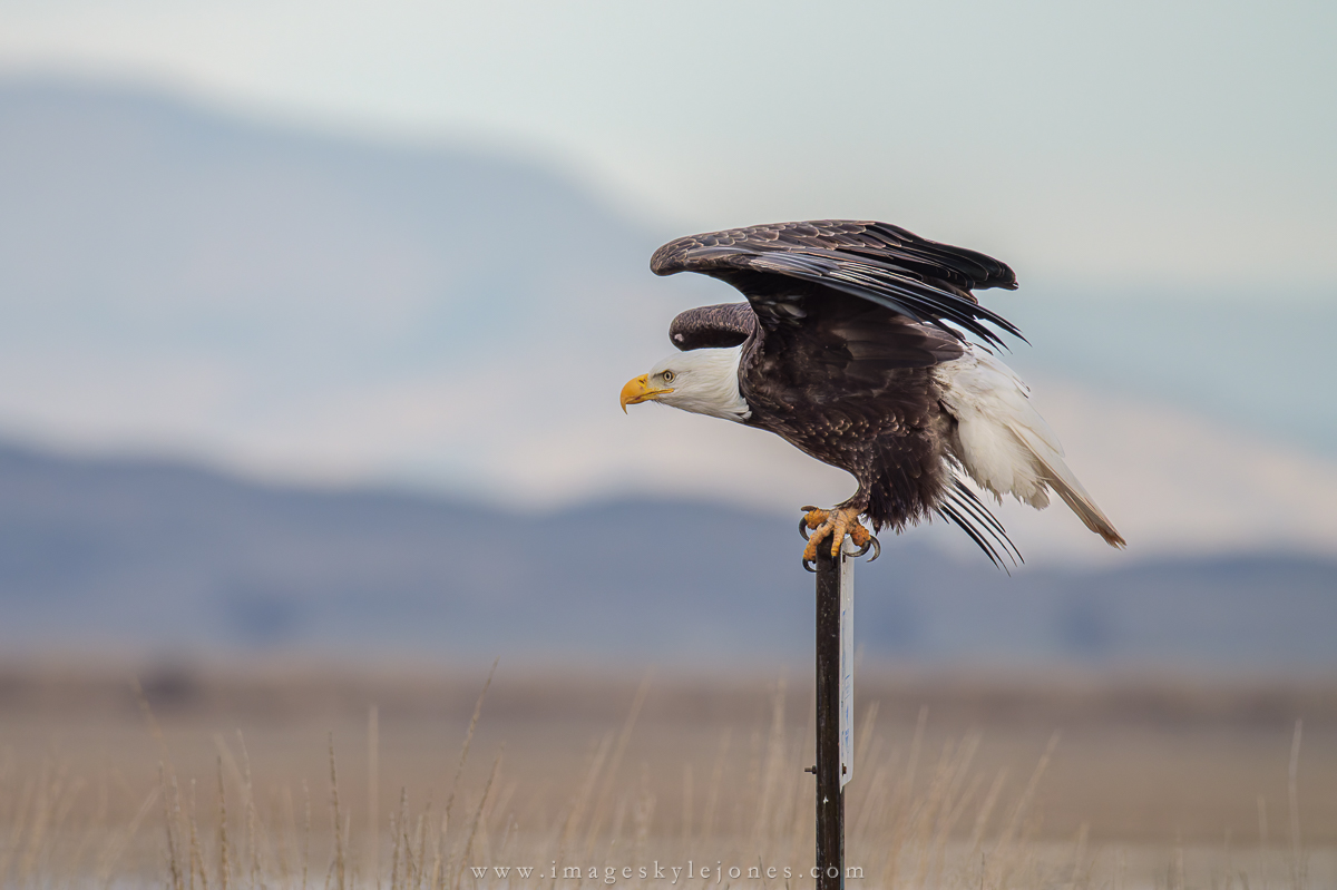2081 Bald Eagle Take-Off Sequence_1200.jpg