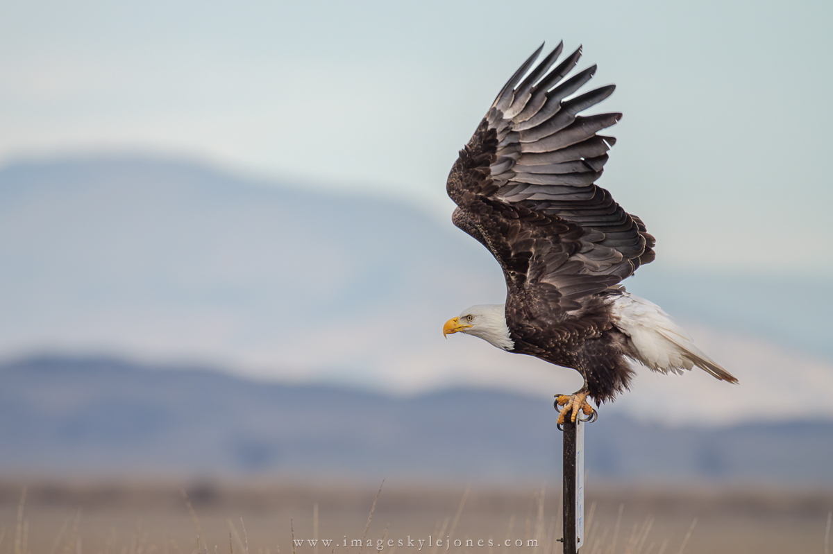 2082 Bald Eagle Take-Off Sequence_1200.jpg