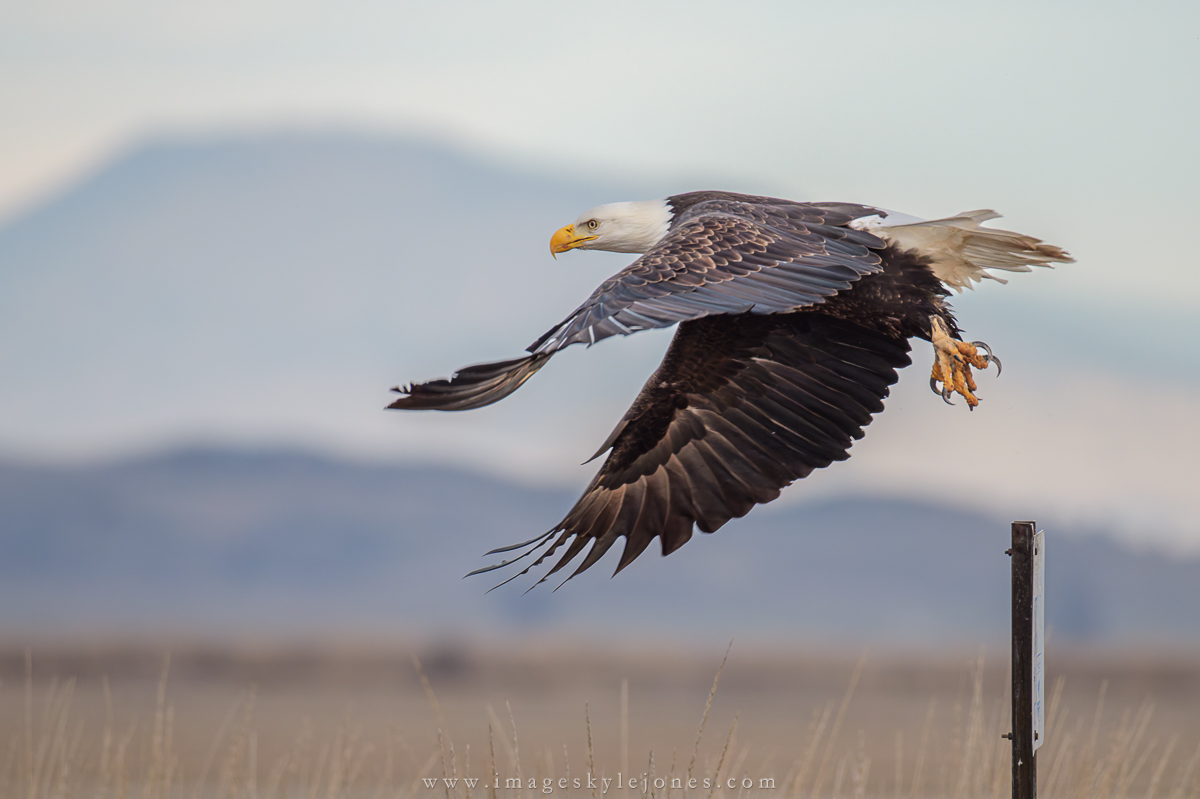 2084 Bald Eagle Take-Off Sequence_1200.jpg