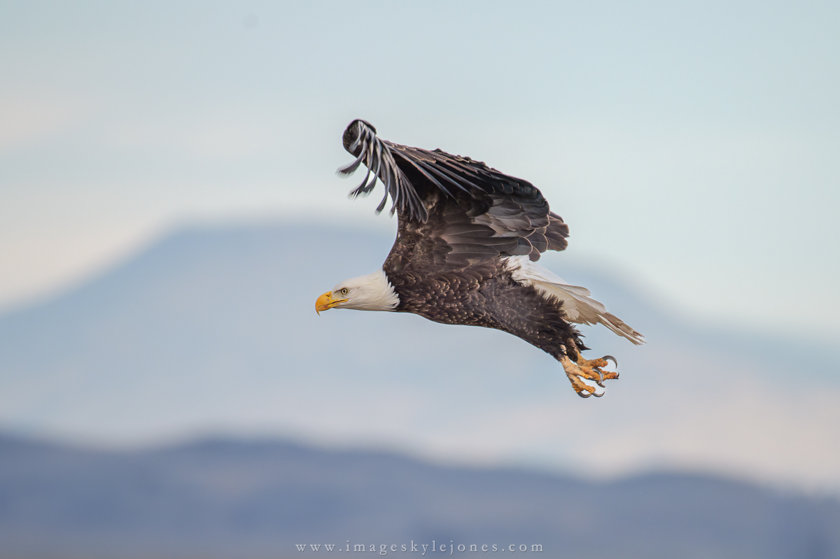 2085 Bald Eagle Take-Off Sequence_1200.jpg