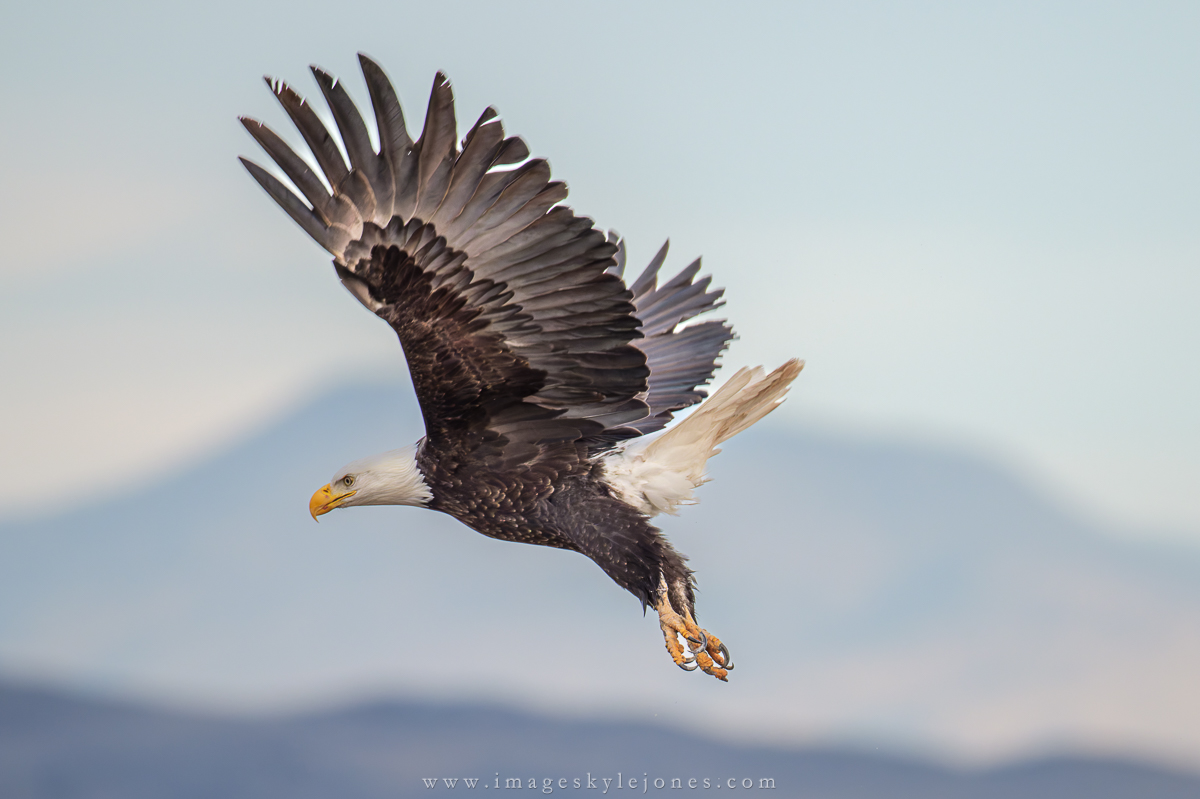 2086 Bald Eagle Take-Off Sequence_1200.jpg