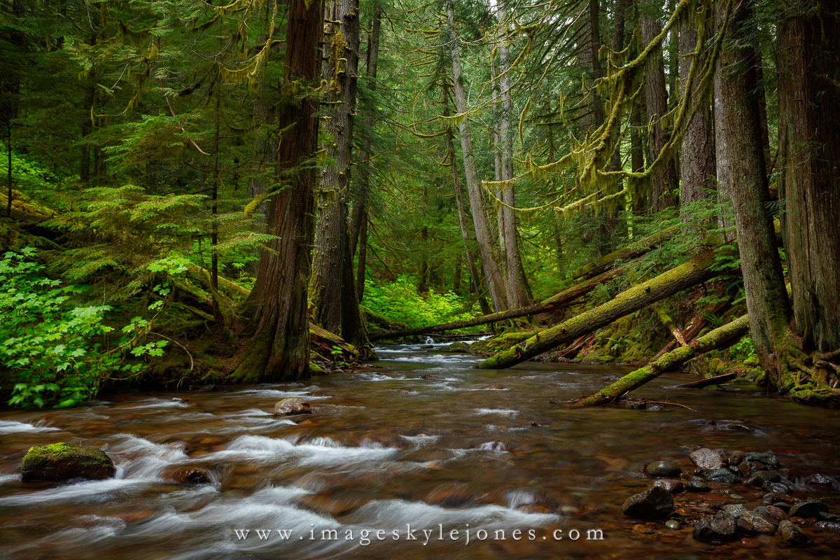 2259 Panther Creek Forest_1200.jpg