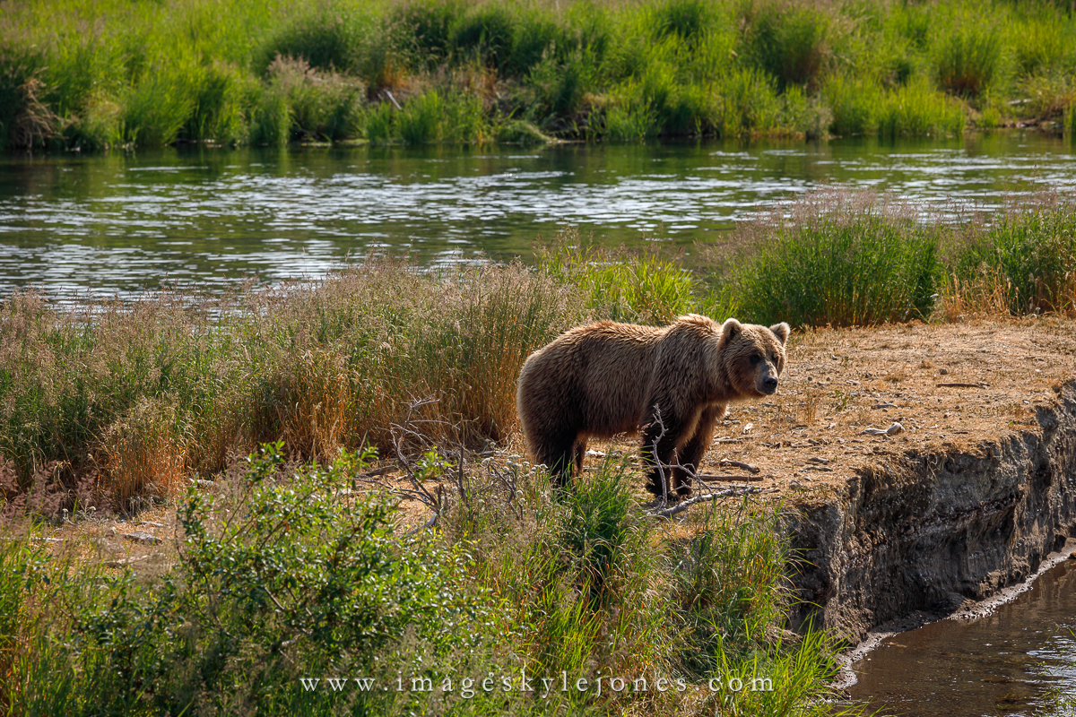 2269 Brown Bear_1200.jpg