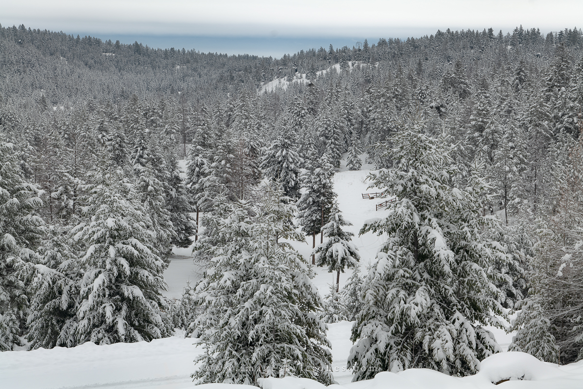 2316 Shelter Ridge Winter_1200.jpg