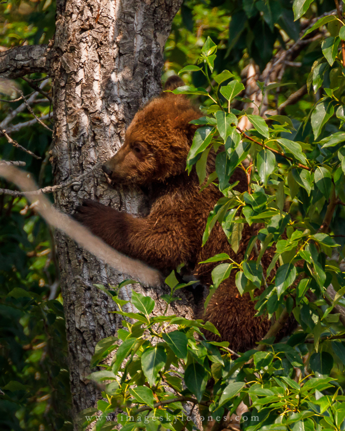 2387 Tree Cub_850.jpg