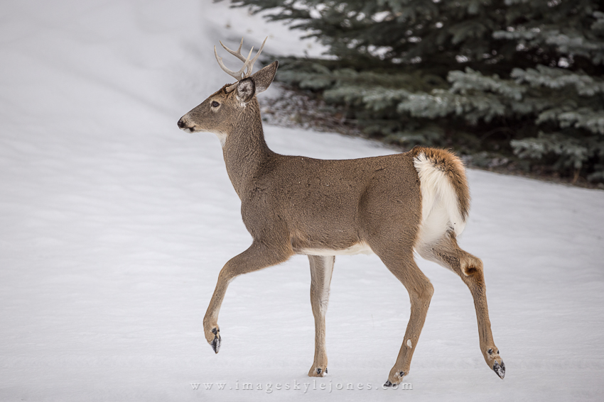2390 Young Winter Buck_850.jpg