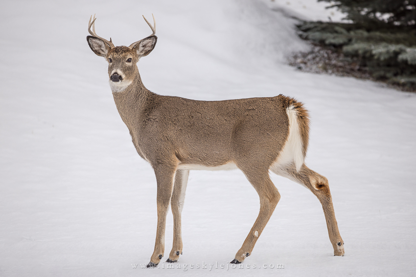 2392 Little Buck Stops Here_850.jpg