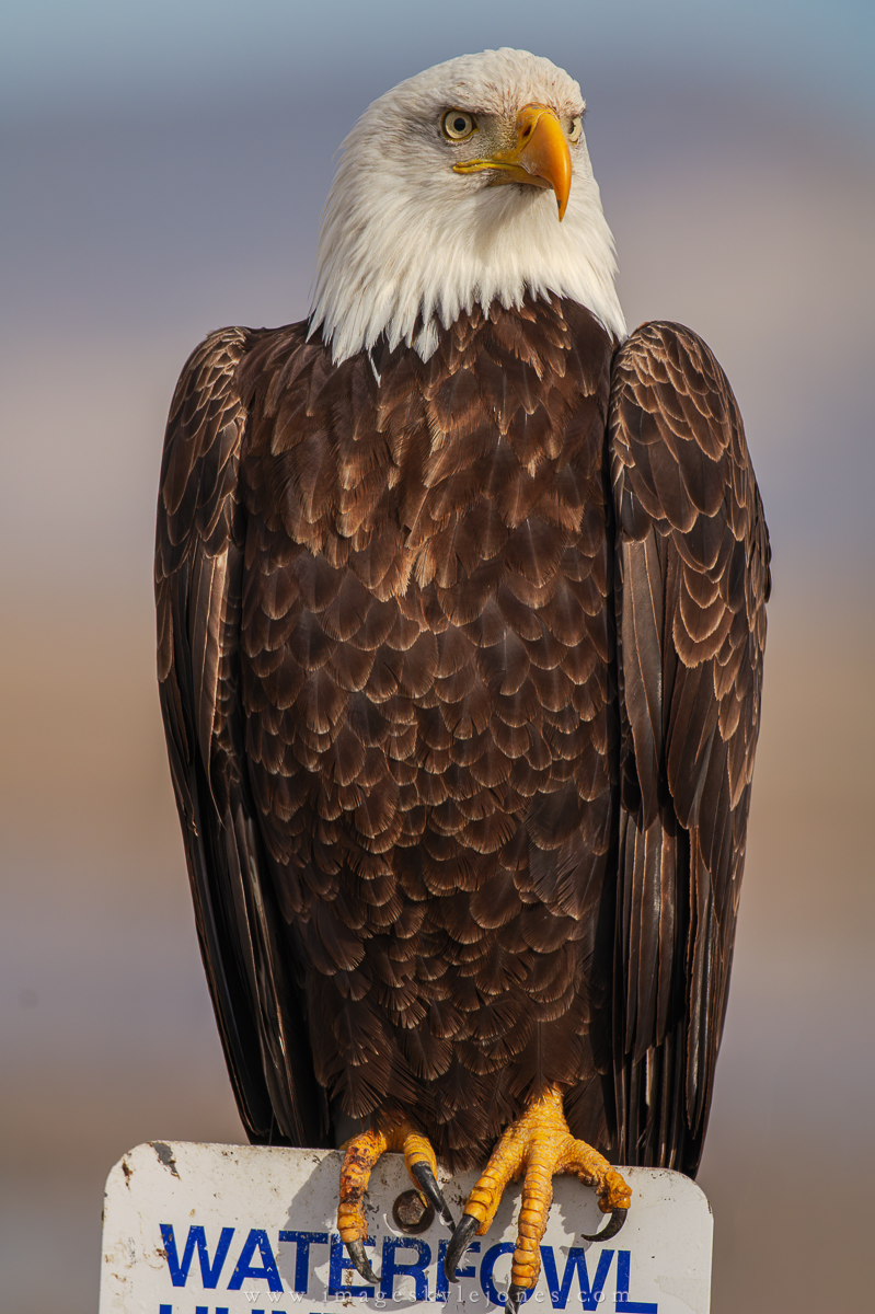 2449 Waterfowl Hunting_1200.jpg