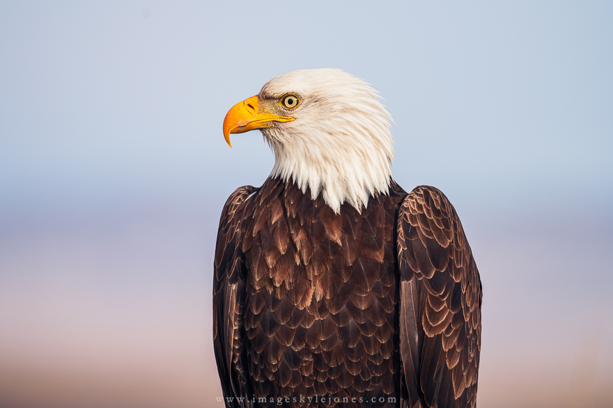2461 Bald Eagle Posing_1200.jpg