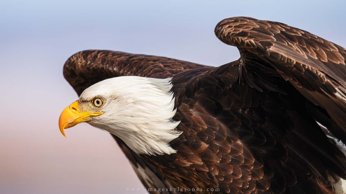 2477 Ready for Take-Off_1200.jpg