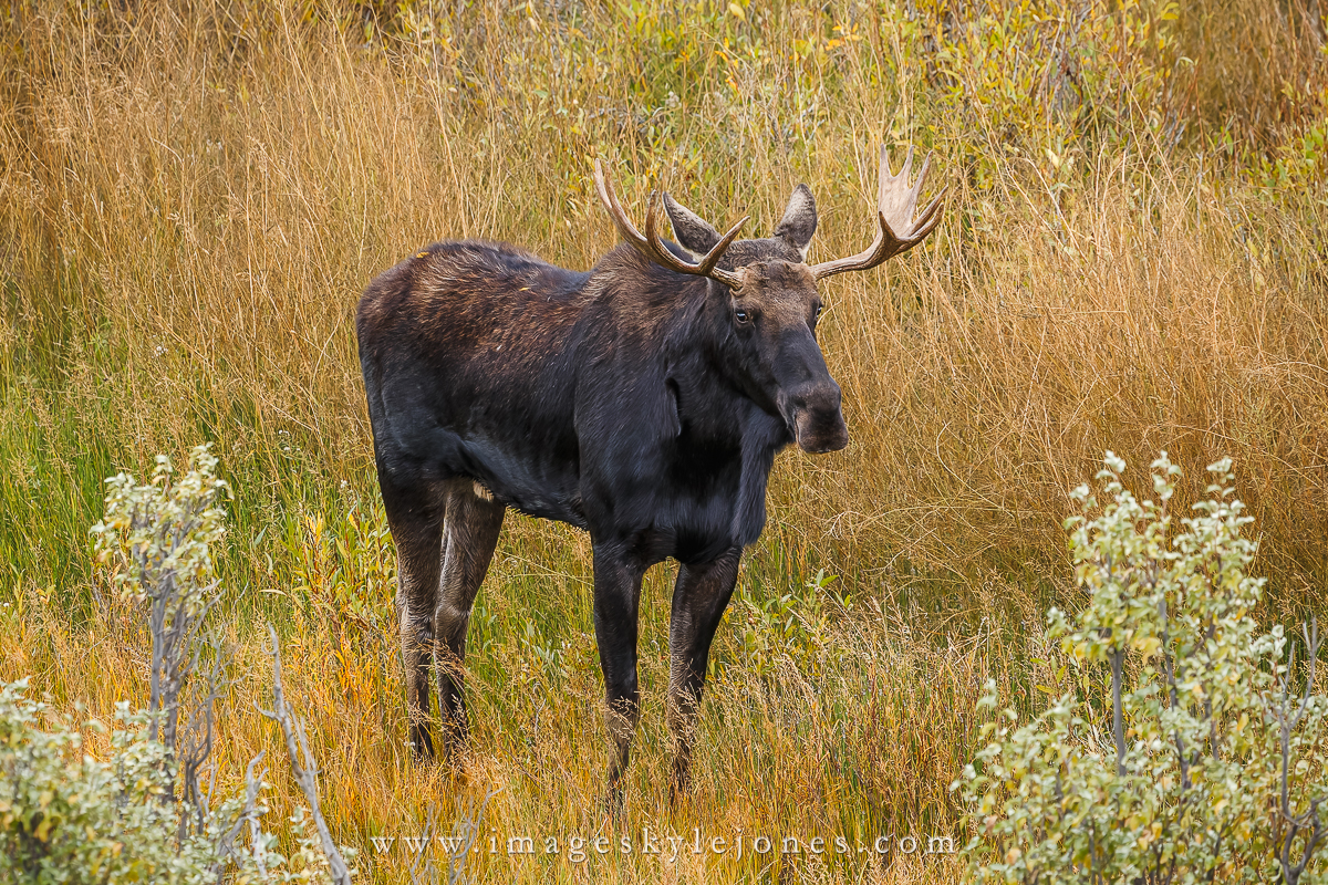2586 Moose_1200.jpg