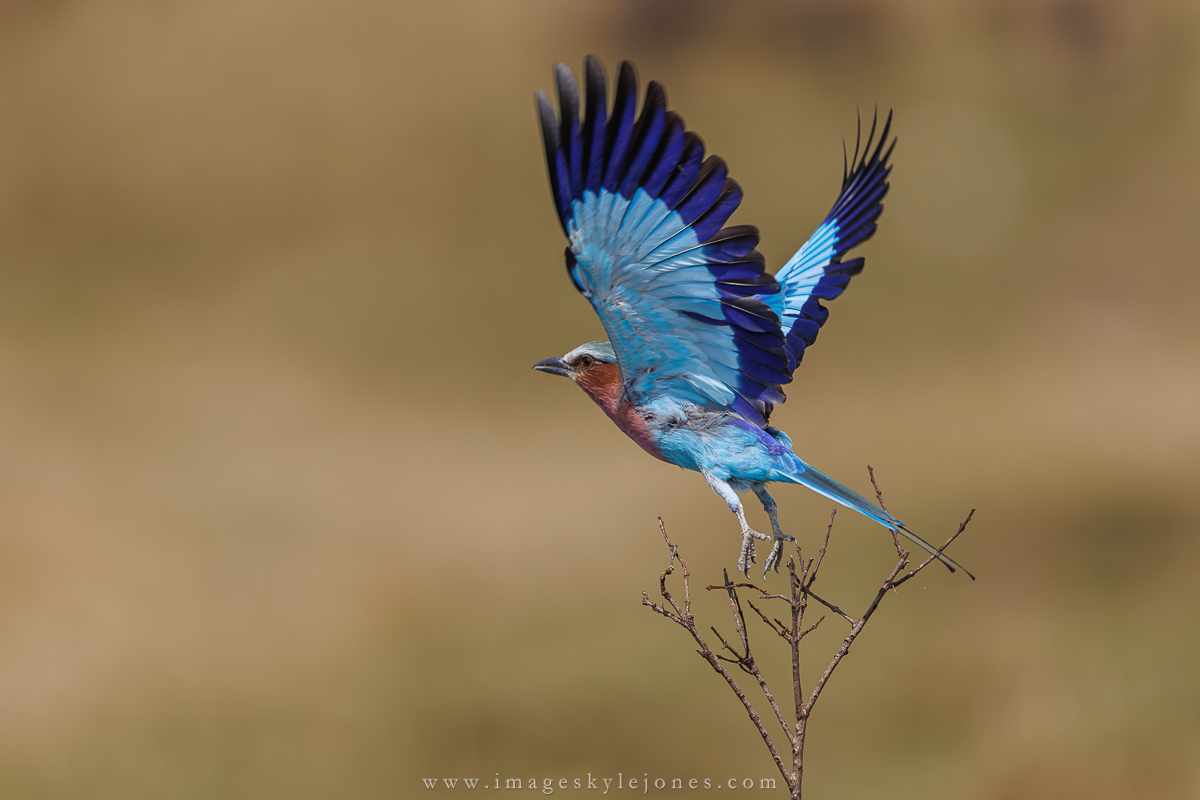 2625 Lilac-Breasted Roller Take-Off_1200.jpg