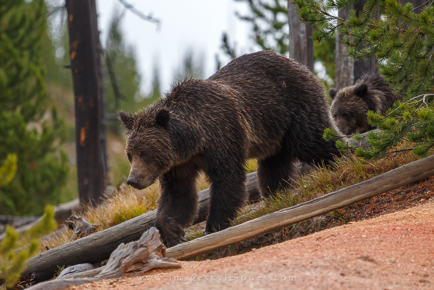 2769 Grizzly Walk_850.jpg