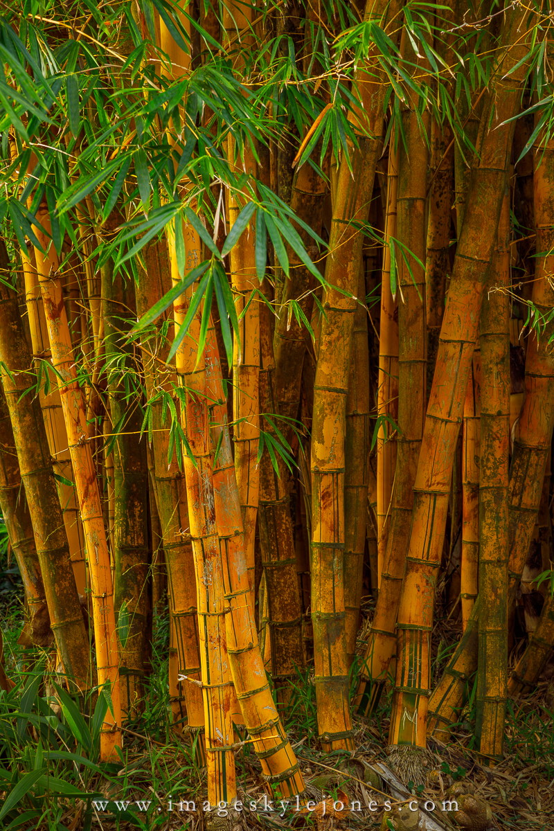 2814 Bamboo_1200.jpg