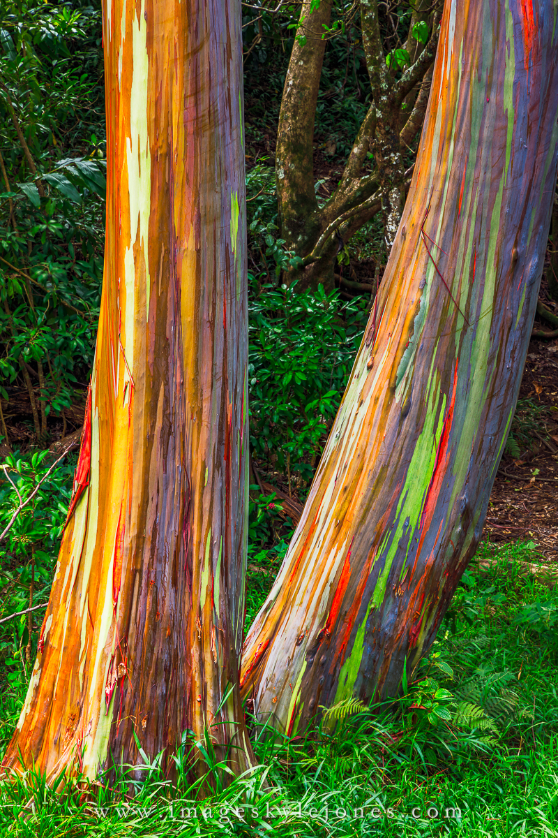 2817 Rainbow Eucalyptus Trees_1200.jpg