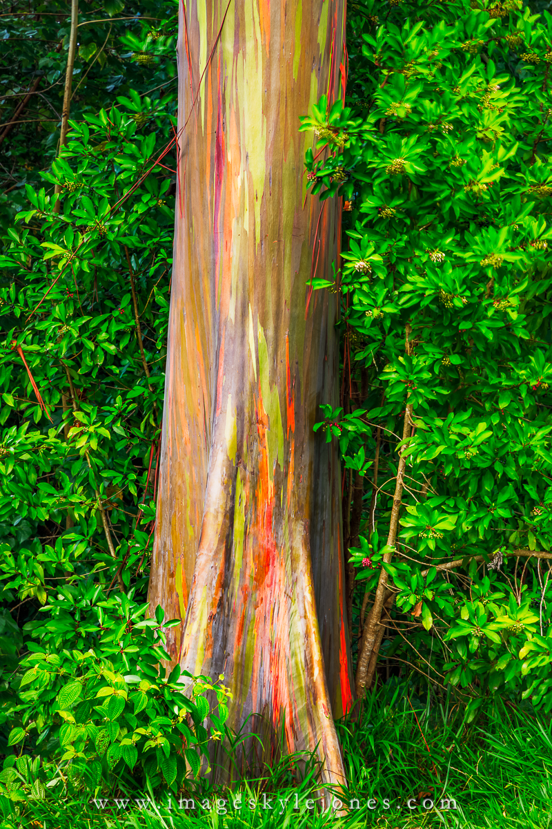 2820 Rainbow Eucalyptus_1200.jpg