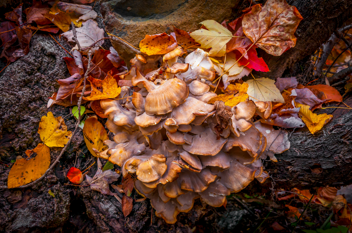 2CF09503-5FD8-4728-A731-60A2CA157162.jpeg