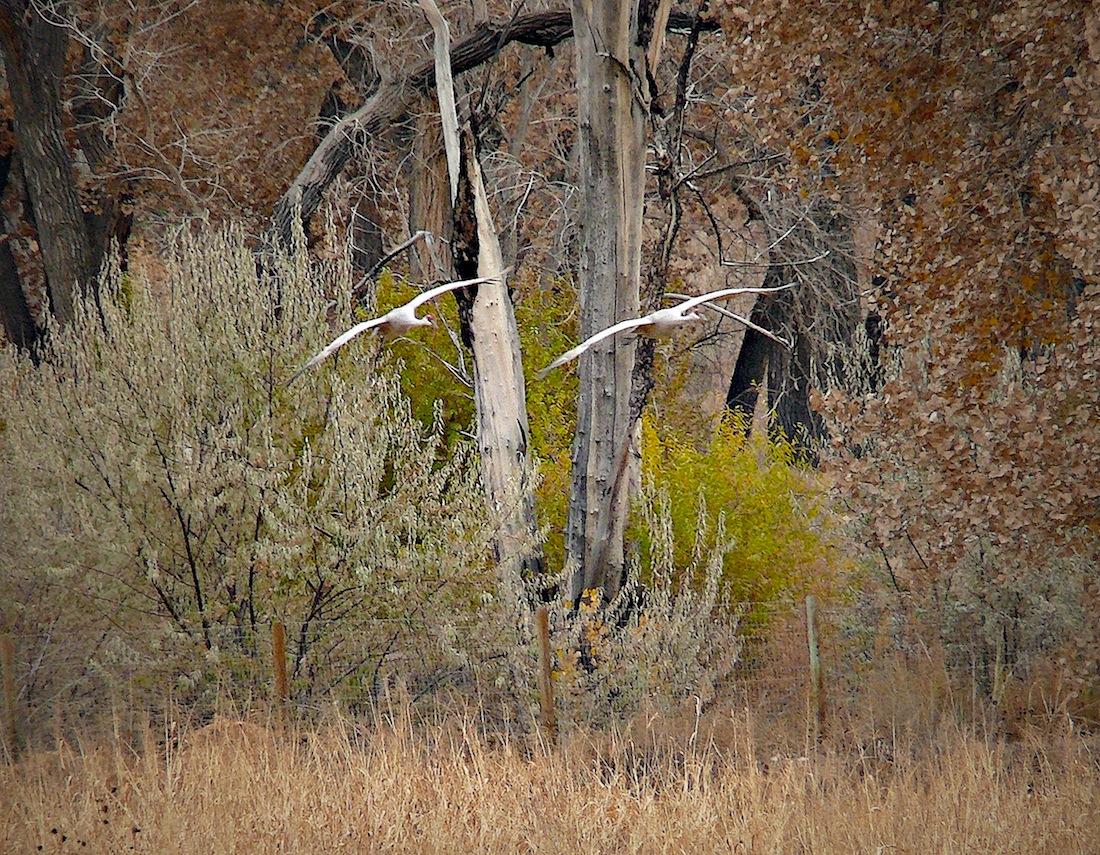 2cranes.jpg