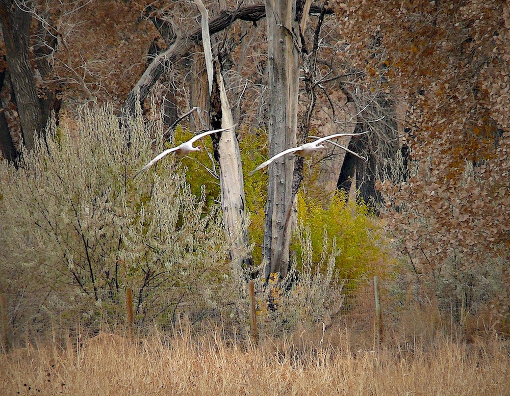 2cranes.jpg