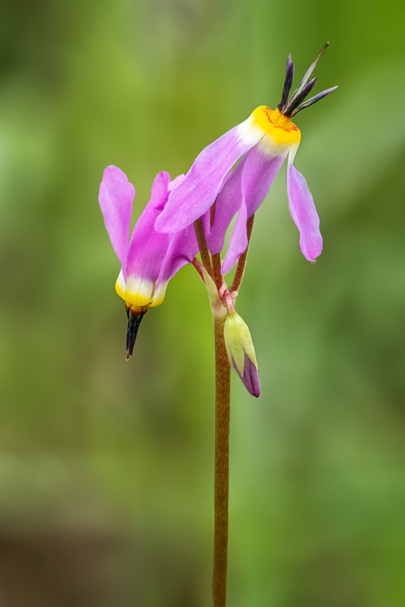 2DodecatheonCloserZSBlurNik.jpg