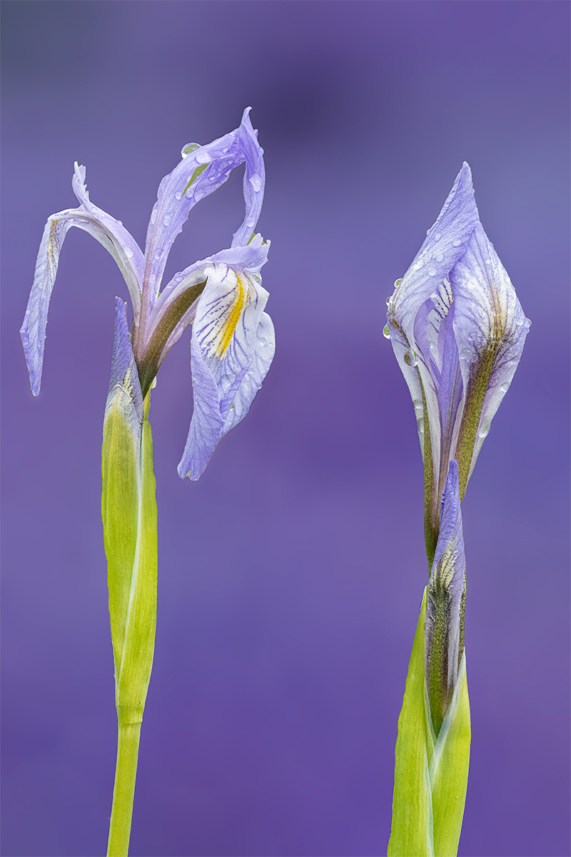 2IrisBlurSharpPurpleBackgroundCrop.jpg