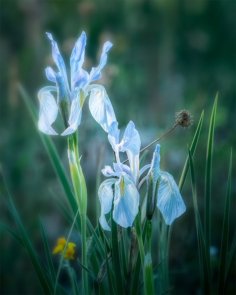 2IrisDriedPod.jpg