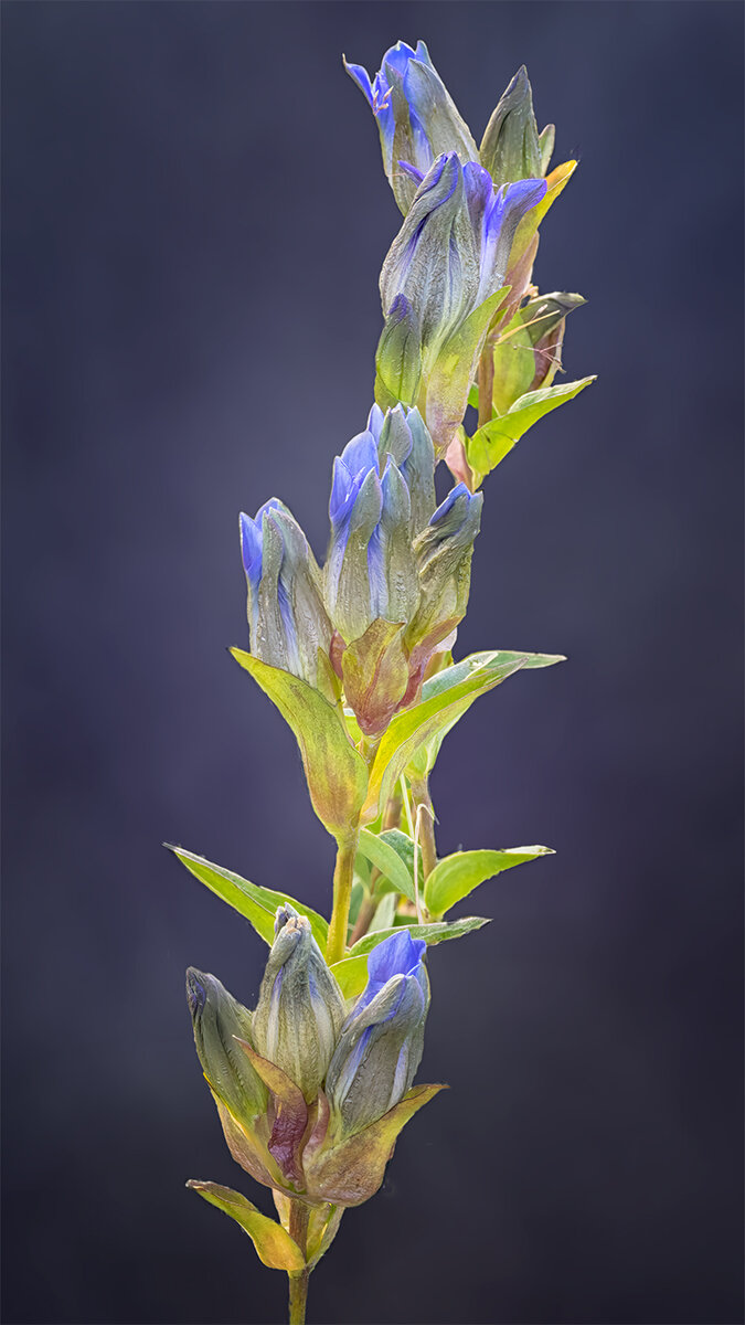 3-Gentians.jpg